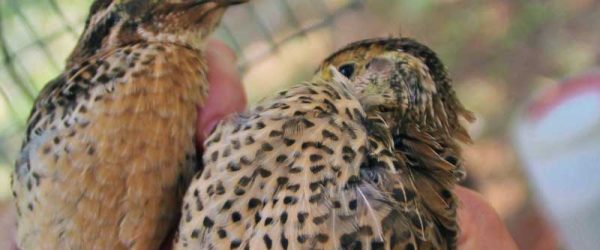 Quail Can Be Perfect Poultry For Those Without Land