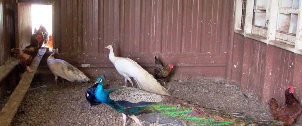 Keeping Peafowl For Pleasure & Profit