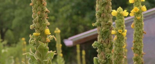 Grow Mullein For Its Powerful Antioxidant Properties