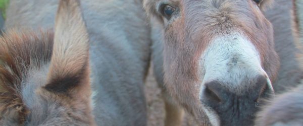 Sicilian Donkeys Get New Home in Texas