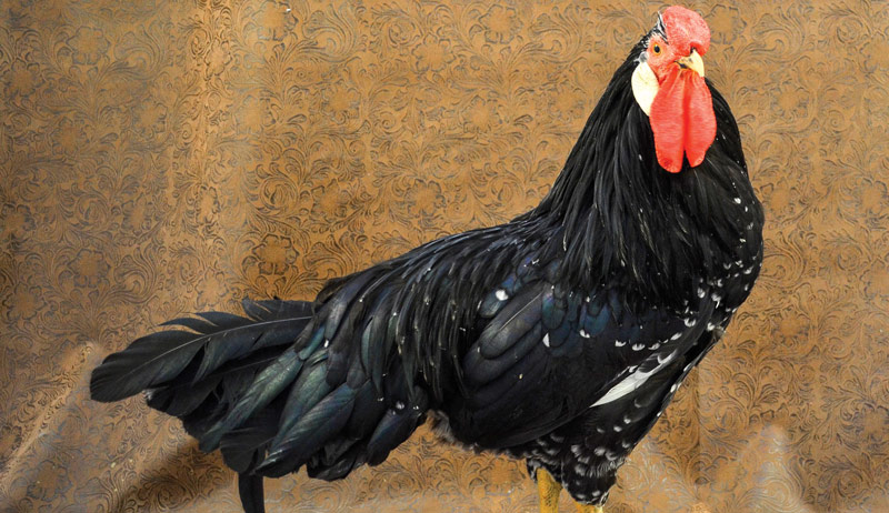 rare breed chickens poultry