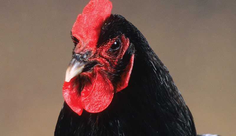 eggs egg color chickens