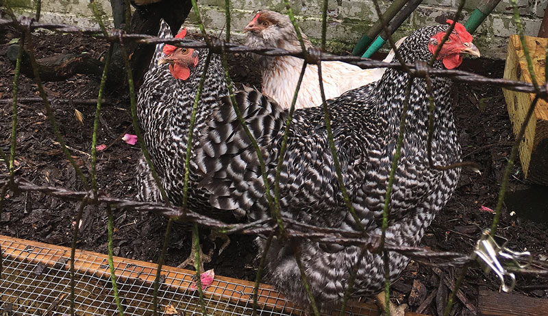 chickens meat chicken