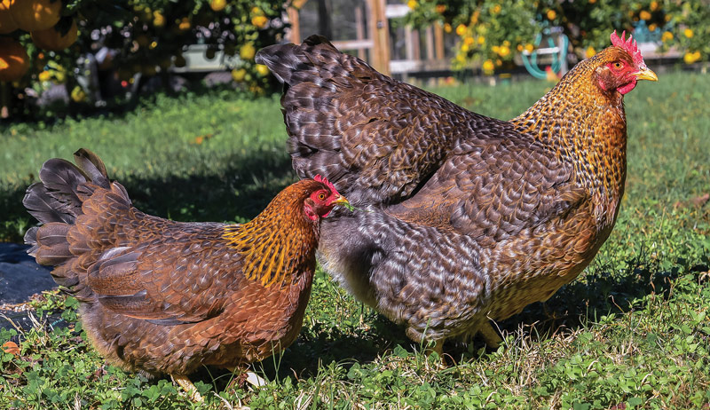 rare breed chickens poultry