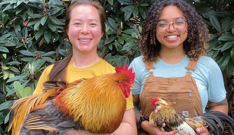 rare breed chickens poultry