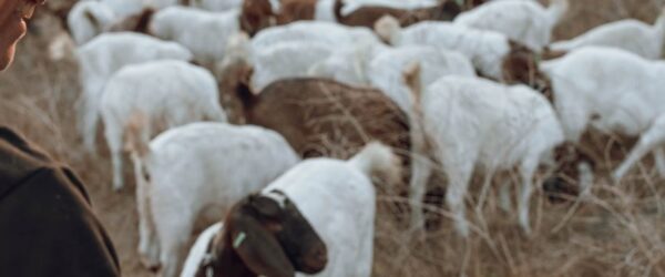 Turning Challenges Into Change: How One Rancher Uses Goats and Virtual Fencing to Restore California Land