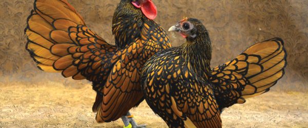 Rare Breed Chickens Satisfy Numerous Poultry-Raising Needs