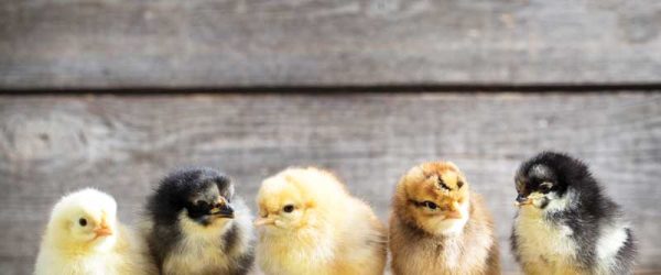 Helpful Tips For Getting Started With Chickens