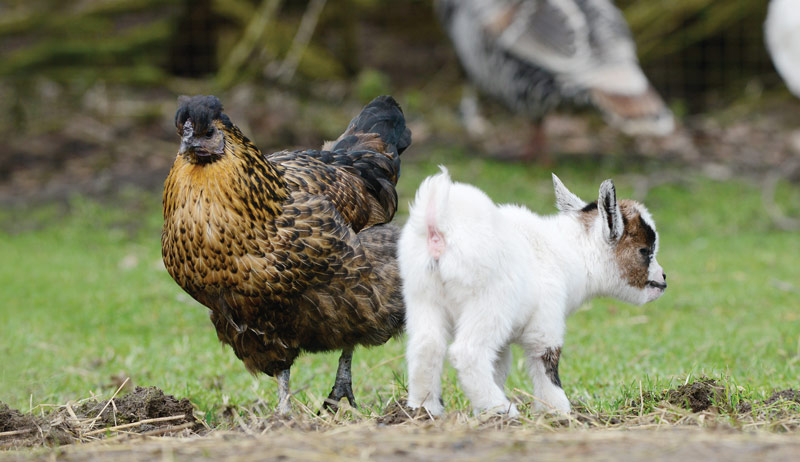 goats chickens