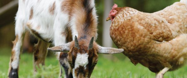 Can Chickens and Goats Live Together?