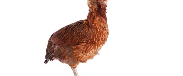 Meet the Araucana Chicken, the Original Blue Egg Layer