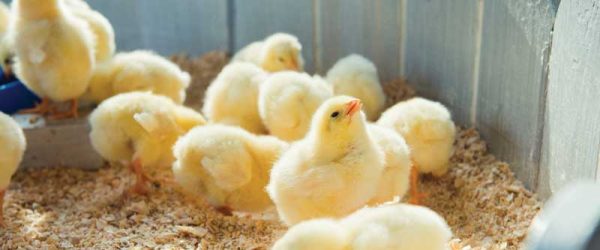 Check Out This Chick Season Equipment Checklist