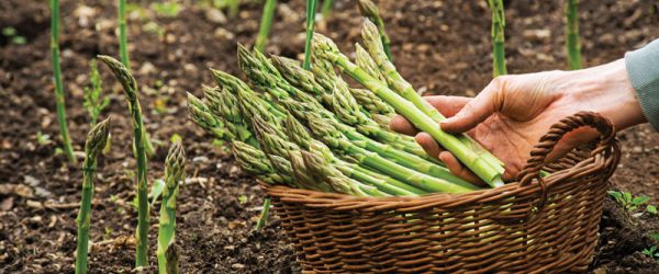 Invest In Perennial Plants For Future Gardening Success