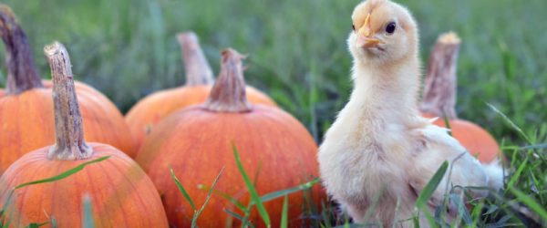 Pumpkins for Chickens: 4 Ways Your Birds Can Benefit