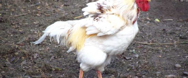 Flying Feathers: A Few Facts About Chicken Molting