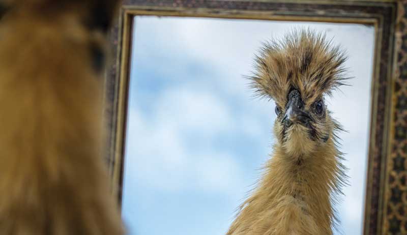 chickens environmental enrichment