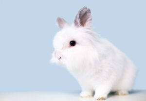white jersey wooly rabbit