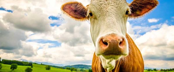 Cattle Crazy? Take Your Bovine Obsession To The Next Level