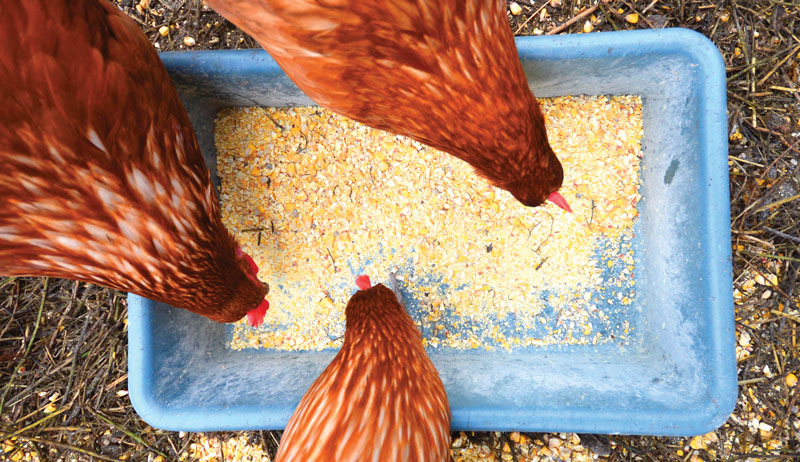 chicken illnesses ailments