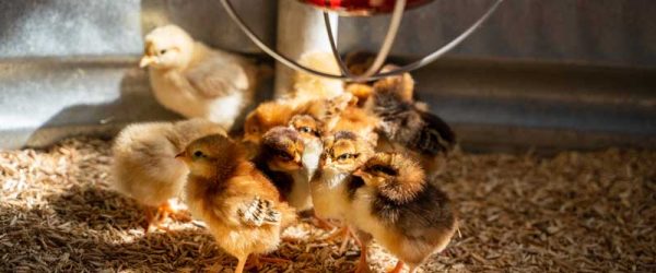 6 Things To Watch For During Chick Days