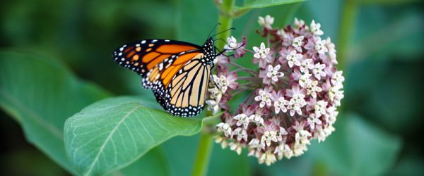 Plant Native Milkweed Now To Help Monarch Butterflies Next Spring