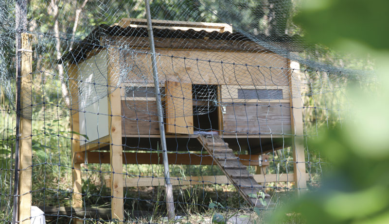 chicken keeping chickens