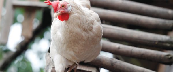 Cost-Saving Tips For Keeping Chickens & Your Cash