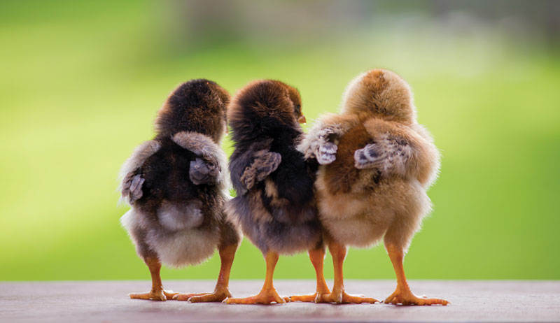 chicken illnesses ailments