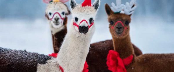 A Large Animal Vet’s List Of Thanks For Farm Equipment