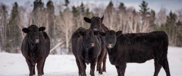 Winter Stressors That Can Affect Your Cattle Herd