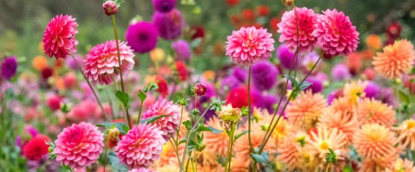How to Overwinter and Store Dahlias
