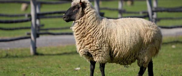 Keys To Sheep Hoof Care? Treatment & Prevention! 