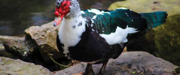 Muscovy Ducks Produce Eggs, Meat & Also Control Pests