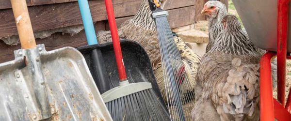 How to Clean a Chicken Coop: Tips to Do It Right