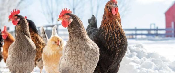 Chickens In Winter: Tips From A Minnesotan