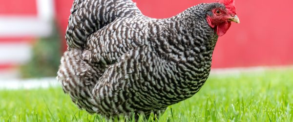 Backyard Chickens 101: Growing Good Episode 71