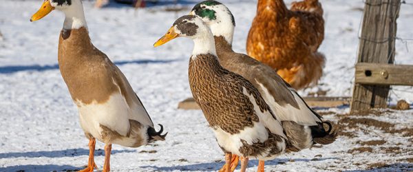 How to Take Care of Ducks in Winter