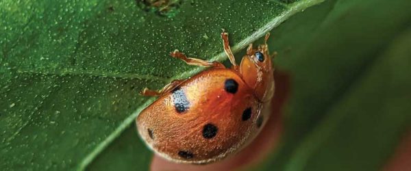 Attract Good Bugs To Control Pest Insects On Your Crops
