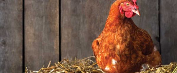 Treating Water Belly (Ascites) In A Chicken