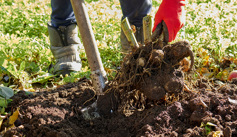 a person is digging and and storing dahlias