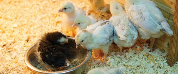 Check Out This Essential Chick Brooder Checklist