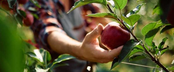 Ecosystem Design Creates Potential, Builds Good Soil