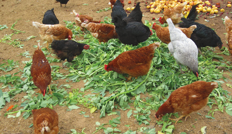 chicken chickens scratch