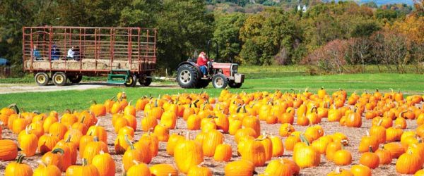 Agritourism: A Potential Income Stream For Your Farm