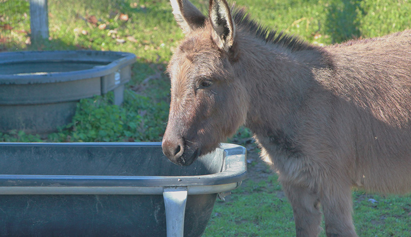 Sicilian Donkey is drinking water