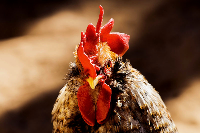 rooster close up