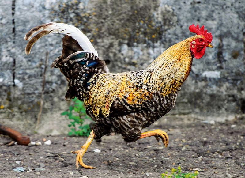 aggressive chicken running toward its mark
