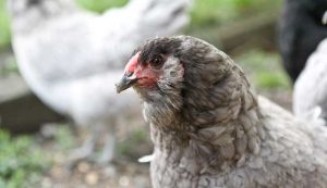 chicken-breeds-ameraucana