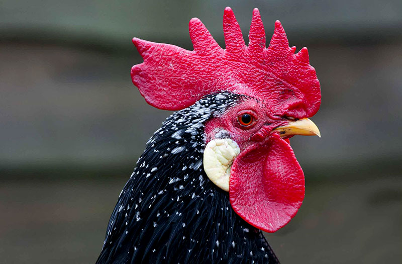 chicken names name ancona