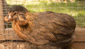 what-chickens-lay-blue-eggs